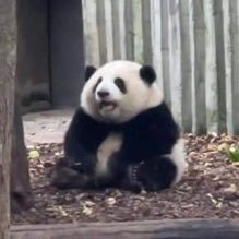 heleinu's profile picture. 現在は主にレスタニアにて終活をしております。 サービス終了と同時に動き出したddon日記帳がわり。無言フォロー、ファボ失礼いたします😹