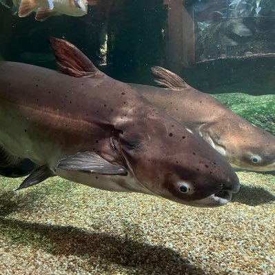 fareast_3river's profile picture. 参州の民。積読が一向に減らない日々を乗り越えたい。