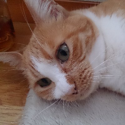 kinachakon's profile picture. 猫と暮らす単推しロゼ隊🍎