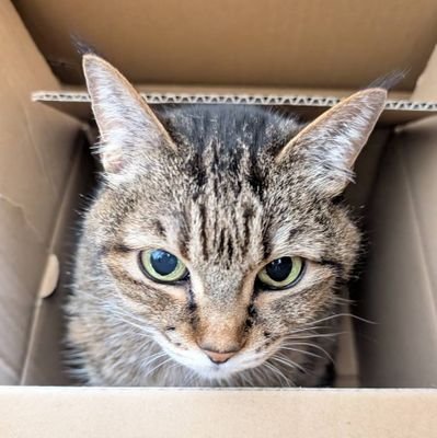 yoneko1315's profile picture. BS･CSのドラマを新旧こだわらず録画視聴中　🇰🇷 2010～(2~3割程度で視聴中)  🇨🇳 2021～(初視聴は剣王朝 初ハマりは陳情令)   ドラマのこと日常のあれこれをのんびり気ままにつぶやいてます🐱　天官賜福 📖　K-POP 🎶