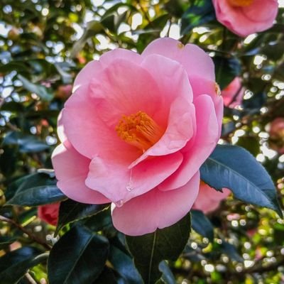 はるさめ