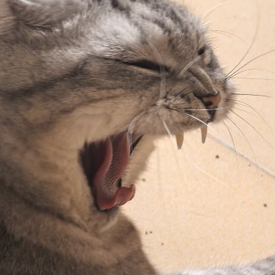 圈名梦子或喵粮,近期沉迷猛汉野种,偶尔画点设定或者朋友 | 偶尔会画R18丨只会中文,其他语言需要翻译器丨禁止AI丨Here is Solar or mengzi丨★UNDERTALE/Animal/The Binding of Isaac/Minecraft/Monster Hunter/MLP/機動戦士ガンダム★|