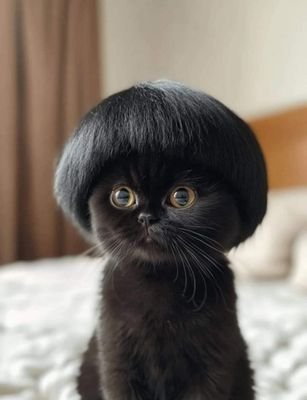 memories5650144's profile picture. My Diary​. 🌻 | Save Zone💚