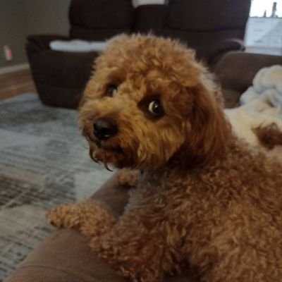 Justacoach24's profile picture. MAGA 🇺🇸 | 💥  The Ohio State University 💥 | America and family first and foremost | I ❤️ this country and we are so back 🇺🇸 🇺🇸 🚫 NO DMs