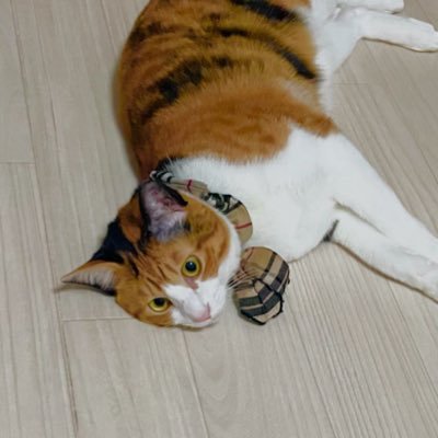 よつばさんのプロフィール画像