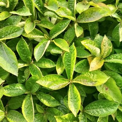 FIIRB_'s profile picture. 