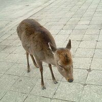 Hiroki Ueno (@uehi) 's Twitter Profile