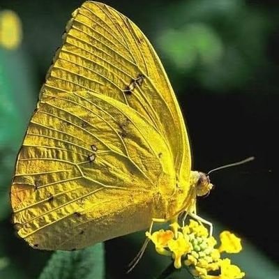 Sheyloka30's profile picture. 