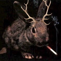 Pronouns He/They Sona: Vercingetorix the Jackalope aka Trix | Fursuit: 404 Maker: @alecrimcarmim Age: 23 | 18+ DNI