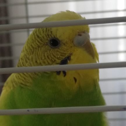 yswindler13's profile picture. 🇺🇦🇹🇷🕊️