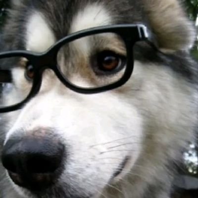 jllawliett's profile picture. lilies & jimin