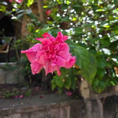 Maua Profile