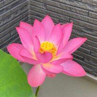 詩歌 (@siika_miyako) Twitter profile photo