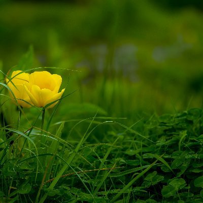 OrtliebL52's profile picture. 