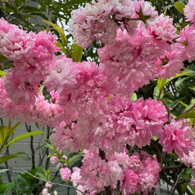 TOU 情マネ👩💻仙台在住🌱 2025年4月から東京通信大学情マネ入学します🌸無言フォロー失礼致します。友達少ないので仲良くしてください。