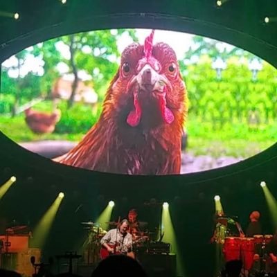 JbsPetChicken's profile picture. Got a bucket of fried on the bench beside me….. Widespread Panic & Gambling enthusiast