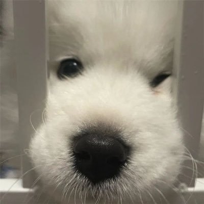 Jiangdaidai1999's profile picture. 