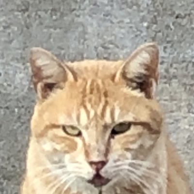 良い匂いのしそうな女の子が好き。エッチな絵など描くので未成年の方はブラウザバックして下さいね。頼みますよ。 pixiv→ https://t.co/aES26u0aJG FANBOX→ https://t.co/XGkJkx0Kbj避難用→@burichat2_r18