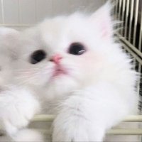 ใ (@m1_1o0) 's Twitter Profile