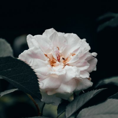 @Nevishy