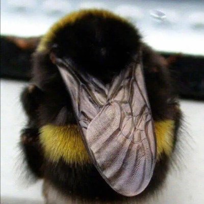 jellopizza's profile picture. Acc for following, NOT my main acc.
19, DNFUM