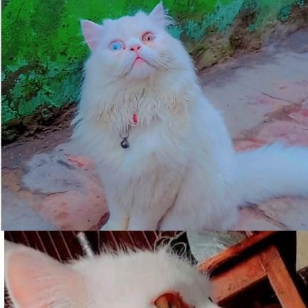 Daizycryp's profile picture. cat lover