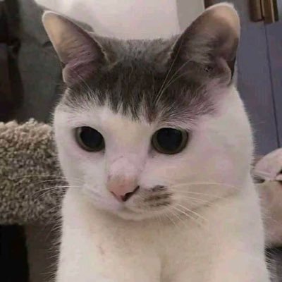 projlim_zpnz's profile picture. 類型閲覧用・思ったことのアカウント ／ISTP (Ni強め) 9w8 △953 sp/sx ／ 数学専攻