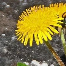 🧚♀️
Kisilere degil fikirlere like,Doğa dostu,A_politik(politikayla ilgilenmeyen),☮️,universal human☘️