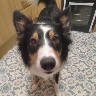 The life of a Welsh Border Collie named NESSIE 🏴🐶 find me with my Frisbee, playing Volleyball (Collieball) 🏐 or snoozing with my mums 💤 💖