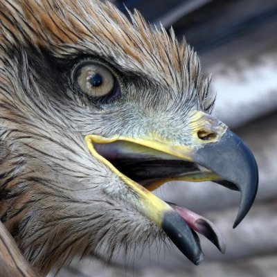 KodenekoPolis's profile picture. 🏙️ social/critic 🎬 enter. 🍔 food 🎭 jokes