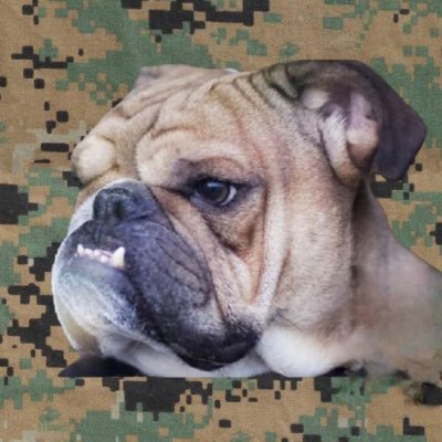 BullDawg762556's profile picture. Northern Republican, My Flag 🏴☠️, Big Trucks & Black Guns, NFL🦬, 2A🇺🇸.  Traditional Values EXTREMIST ⚔️ The 🇨🇦MSM are the enemy of the 🇨🇦 people.