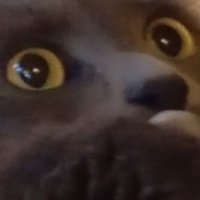 l_cat (@l_caaaaat) 's Twitter Profile