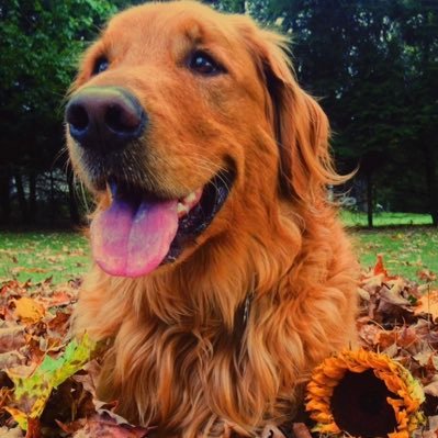 tmajic99's profile picture. S. Bflo, Timon Alum