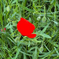 anandafdz (@anandafdz) 's Twitter Profile