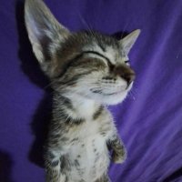 KC | BMS cloxito (@cloxito1) 's Twitter Profile