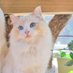 かわいい猫 (@kawaii_mao9111) Twitter profile photo かわいい猫 (@kawaii_mao9111) Twitter profile photo