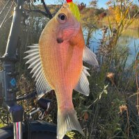 Jason-N8JRK (@n8jrk) 's Twitter Profile