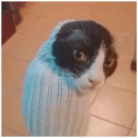 Fluffypotato (@fluffypota72237) 's Twitter Profile