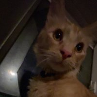 Gabe (@sergeantwhomp) 's Twitter Profile