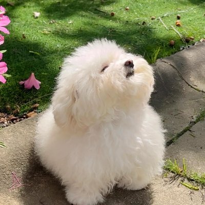 ksupcccc's profile picture. A girl chasing her dreams, always on the road.