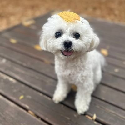 98_minttpeak's profile picture. ♬  ༘⋆𝗽𝗲𝗮𝗸  🐶 ᡣ𐭩 🐰𝗺𝗶𝗻𝘁𝗿𝗮𝗻𝗰𝗵⚝  ༘⋆
       ✨️    🍁

แอครองไว้ติ่งดารา Thailand