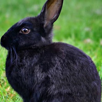 Conejoさんのプロフィール画像