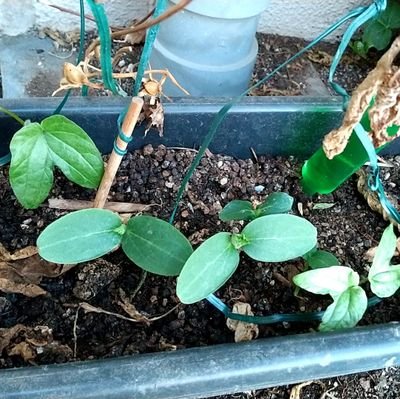 harumitu33's profile picture. 読書が趣味。毎日ウォーキング。健康第一主義。家族が大切。