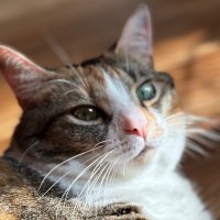 Rose π€π©Άπ€π (@purrlthekitty) 's Twitter Profile