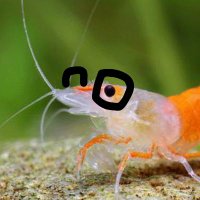 Gatarabo (@gatarabo) 's Twitter Profile