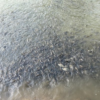Crypto Fish Farmer Profile