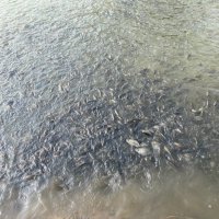 Crypto Fish Farmer (@cryptofishfarm) 's Twitter Profile