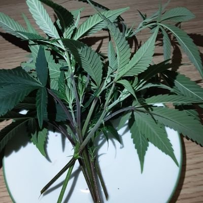 inspired genetic mash ups. clones & seeds
2018 hemp farm bill compliant
all clones clean
bandzsonn@gmail.com
free consultation
insta~@ fort.une5k