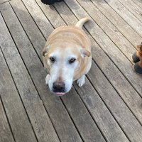 Patches (@patches_pa52008) 's Twitter Profile
