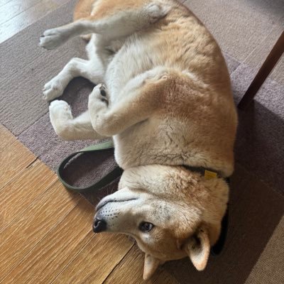 NrqmnsgVmVUF1Z1's profile picture. Mリーグ見たり(格闘倶楽部、サクラナイツ、雷電推し)パチンコ、パチスロ打ったり、FGO、ヘブバン、雀魂やってます。 佐々木寿人、岡田紗佳、内川幸太郎、忍田幸夫、萩原聖人推し